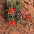 Desert paintbrush, The Windows Section, Arches National Park, Utah, USA. Art Print